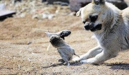 狗抓老鼠新闻爆料视频播放,罕见奇观引发网友热议，视频播放量飙升